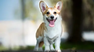 Roxie - Vernon - Sean & Moustache