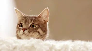 Mon animal fait la loi S02E02 Spyke & Groot - Sully - Salto