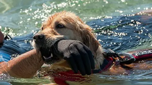 Mon chien, ce héros : destins croisés
