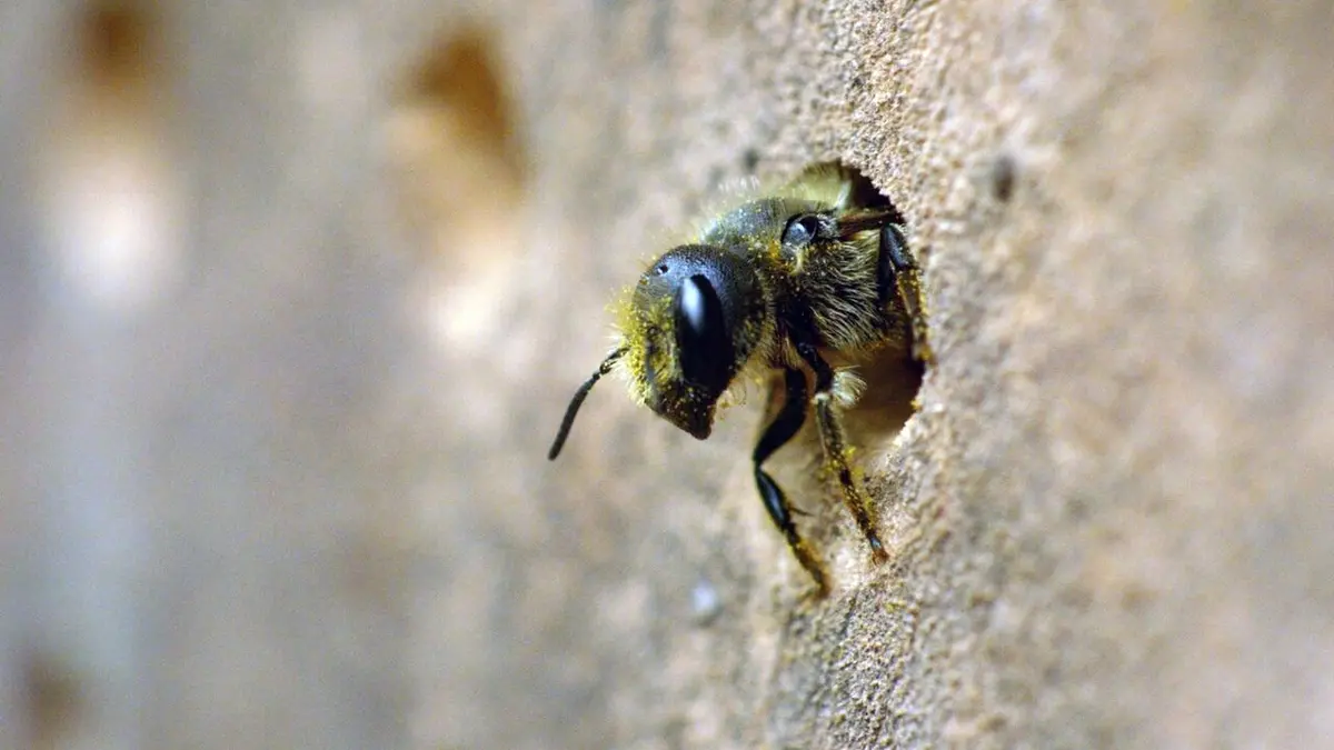 Mon jardin aux mille abeilles