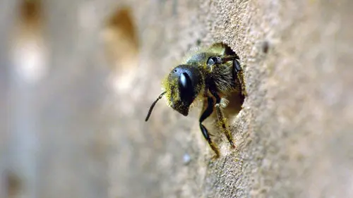 Mon jardin aux mille abeilles