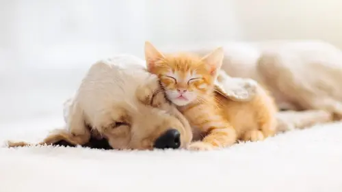 Mon meilleur ami La médiation animale