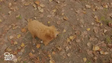 Les entreprises Pets Friendly