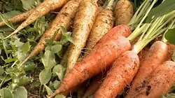 Visuel de Mon potager à tout prix