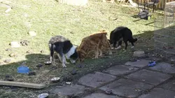 Mon voisin, ce tueur S06E10 Un quartier explosif