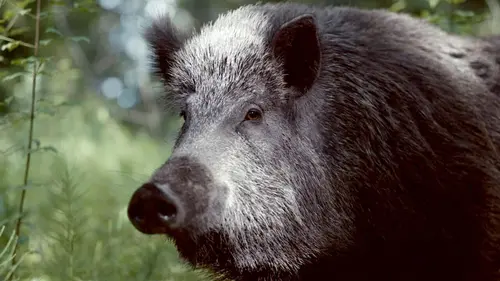 Mondes sauvages Sanglier, la bête noire