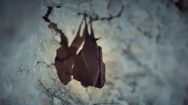 Chauves-souris, les sentinelles de la forêt