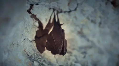Mondes sauvages Chauves-souris, les sentinelles de la forêt