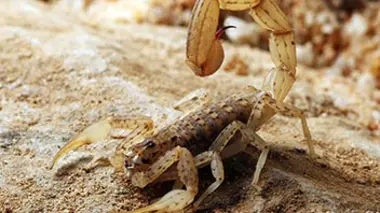 Monster Bug Wars !