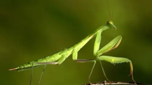 Monster Bug Wars ! S01E01