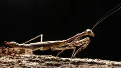 Visuel de Monster Bug Wars !