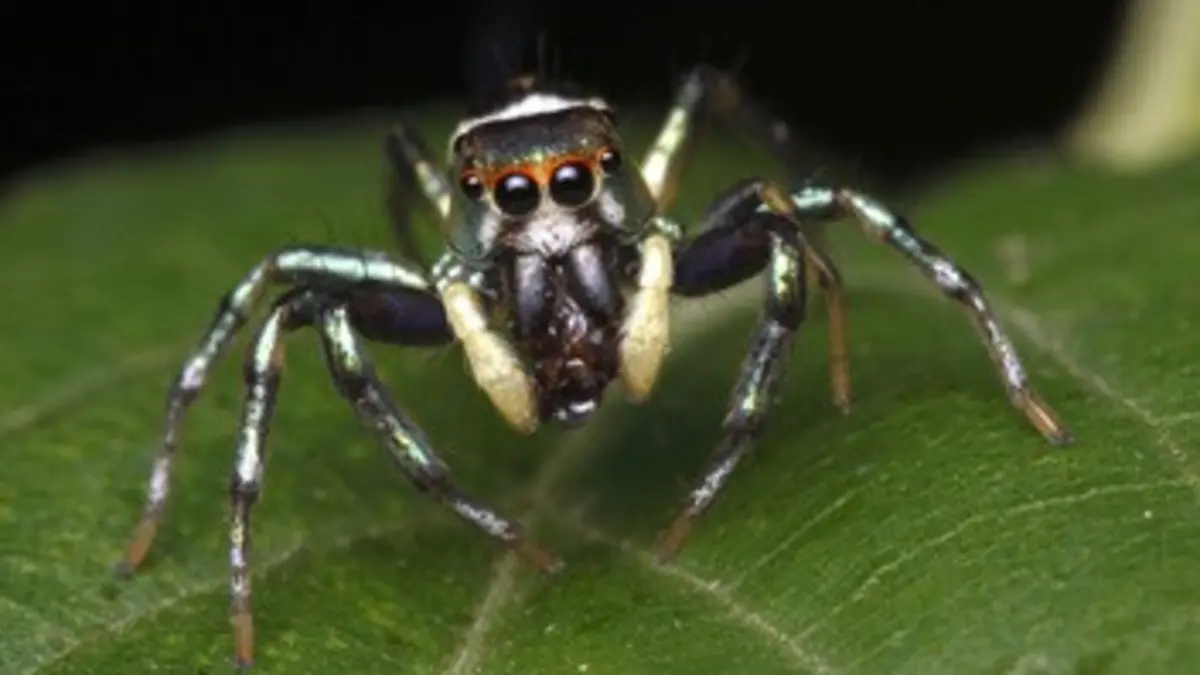 Monster Bug Wars ! S01E03