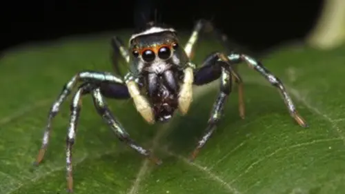 Monster Bug Wars ! S01E03