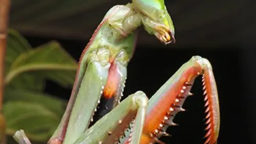 Monster Bug Wars ! S01E06