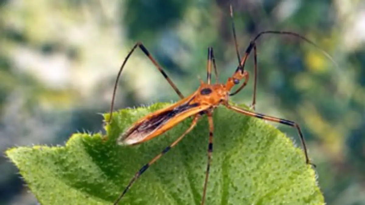 Monster Bug Wars ! S01E11