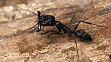 Monster Bug Wars !