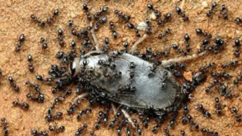 Monster Bug Wars ! S02E10