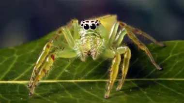 Monster Bug Wars !