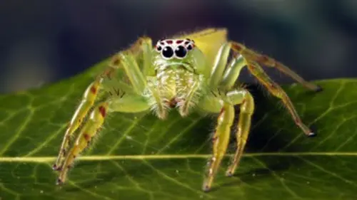 Monster Bug Wars ! S02E13
