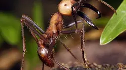 Visuel de Monster Bug Wars !
