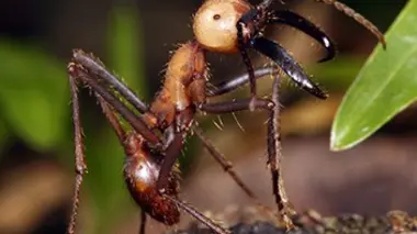 Monster Bug Wars !