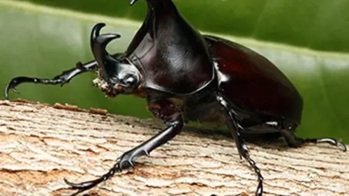 Monster Bug Wars ! S02E08