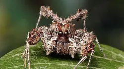 Visuel de Monster Bug Wars !