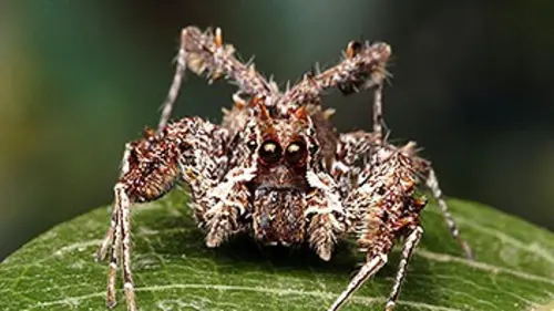 Monster Bug Wars ! S02E12