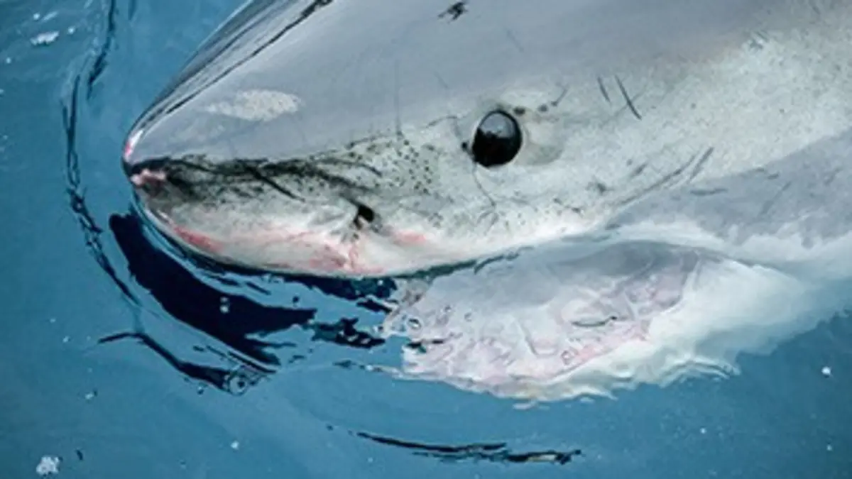 Monstre des profondeurs