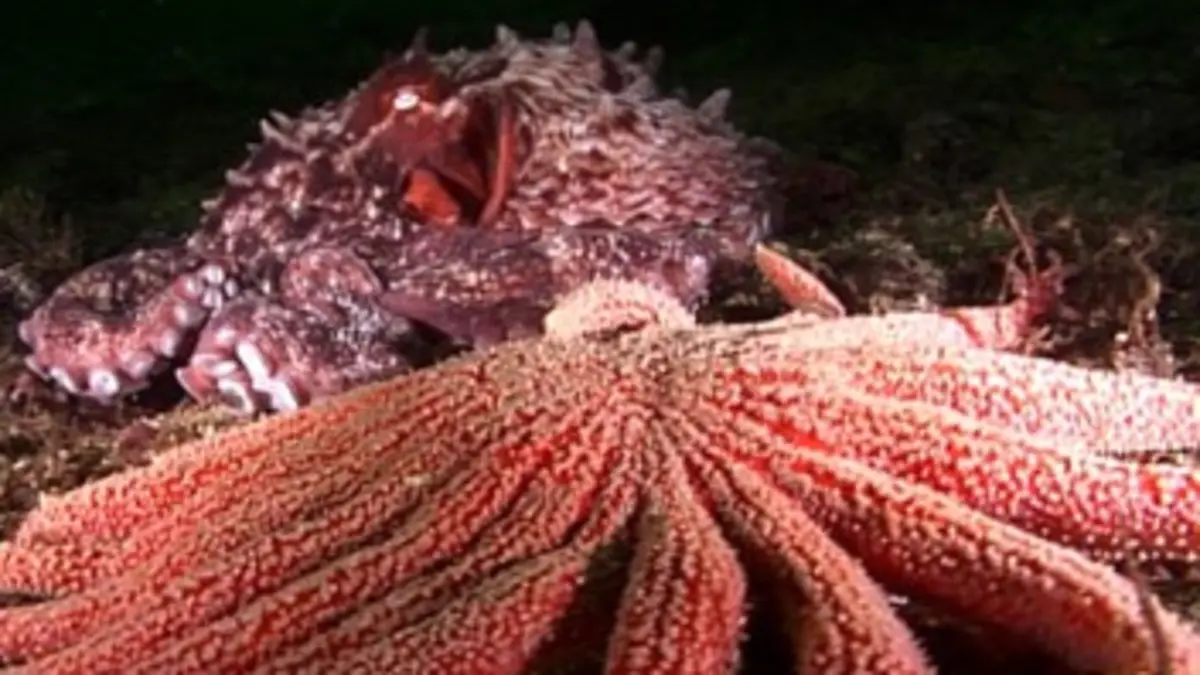 Monstres des abysses