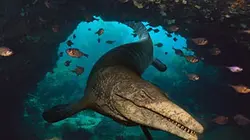 Visuel de Monstres marins : une aventure préhistorique