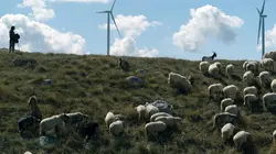 Monténégro : La bergère et le vent du changement