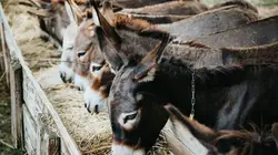 Monténégro, pour l'amour des ânes