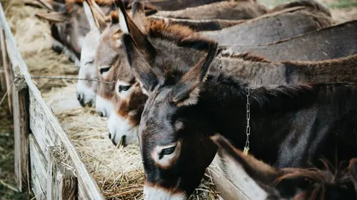 Monténégro, pour l'amour des ânes