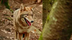 Sur TV5MONDE à 21h56 : Montréal sauvage