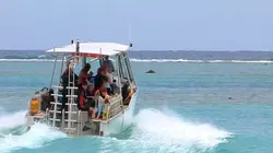 Moorea : l'île aux requins citron