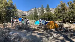 Morsures animales Ceci n'est pas un cerf