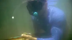 Morsures animales La mort aux trousses