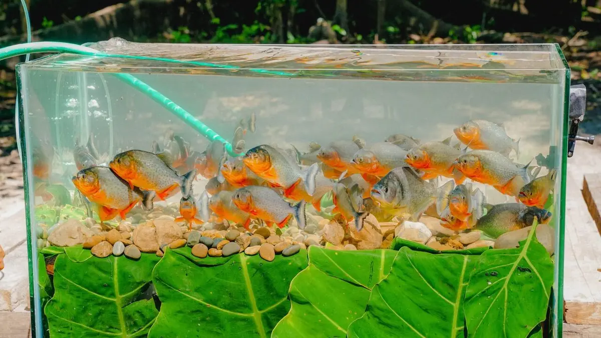 Morsures et piqûres : le grand test Fourmi, balle de fusil et piranhas