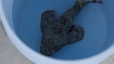 Poisson scorpion