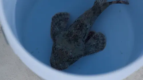 Morsures et piqûres : le grand test Poisson scorpion