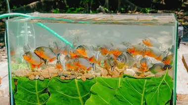Morsures et piqûres : le grand test Fourmi, balle de fusil et piranhas