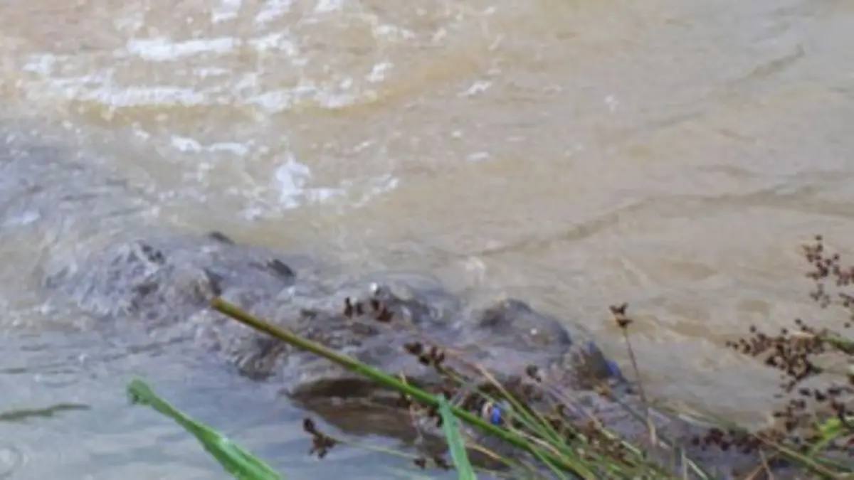 Dead or alive E05 Terrible alligator