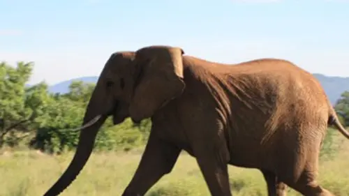 Dead or alive E06 Eléphant effrayant