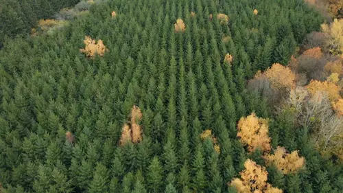 Morvan, pour quelques douglas de plus