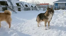 Moscou : les chiens renifleurs d'explosifs