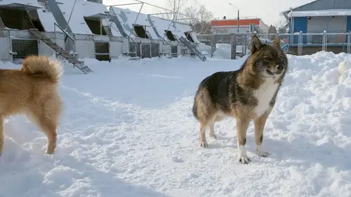 Casting Moscou : les chiens renifleurs d'explosifs