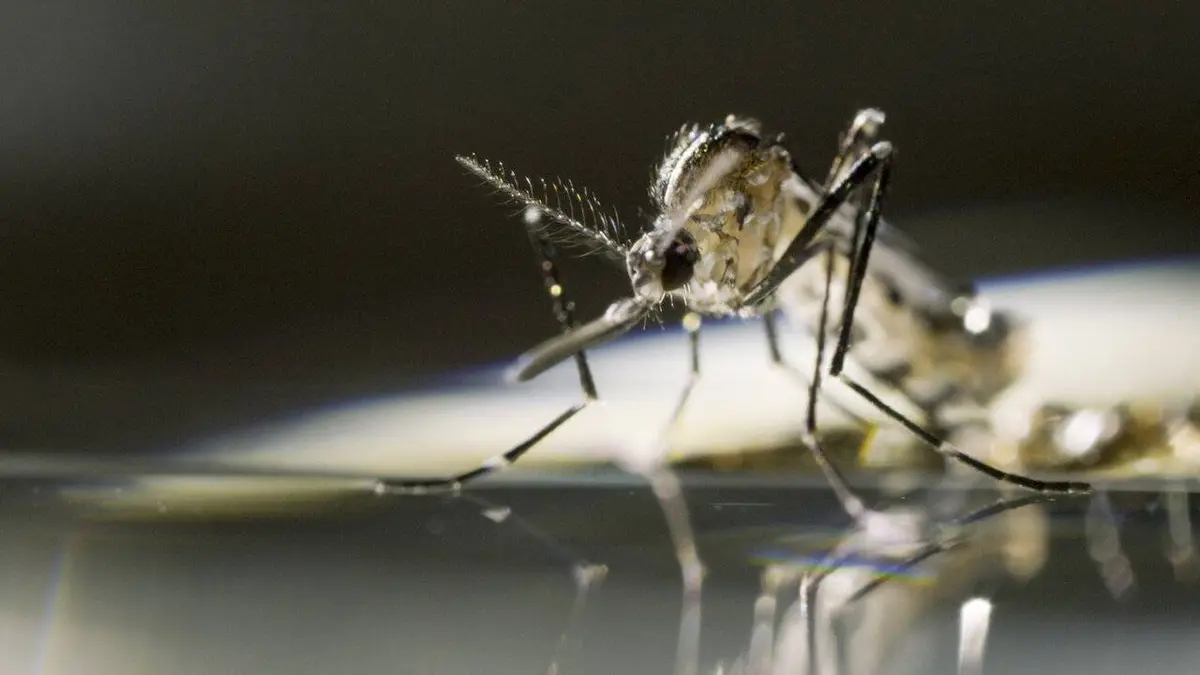 Mosquito : la menace du siècle