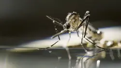 Mosquito : la menace du siècle