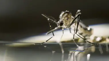 Mosquito: la menace du siècle